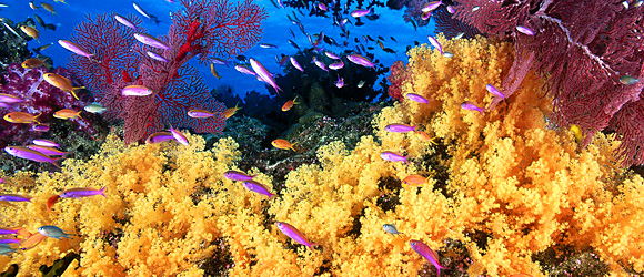 coral