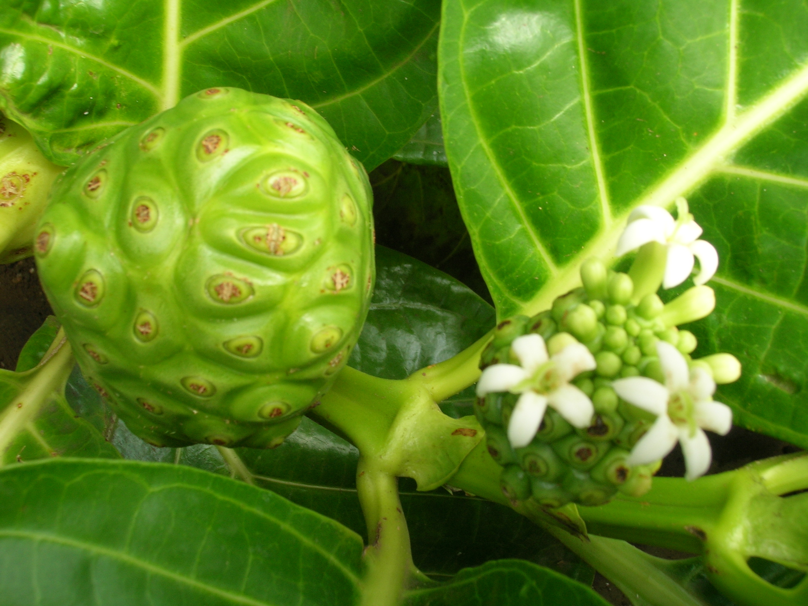 Polinesian-Noni